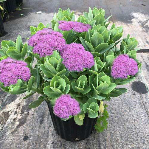 八宝景天多肉植物盆栽阳台庭院花园多年生宿根华丽景天花苗耐热寒