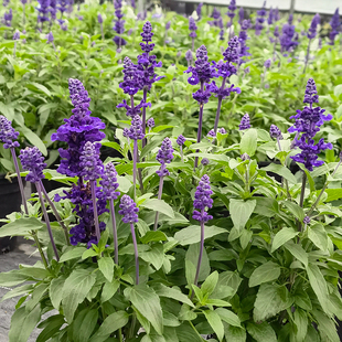 墨西哥鼠尾草盆栽林荫蓝色的花苗蓝霸白色樱桃花境花卉绿植宿根多