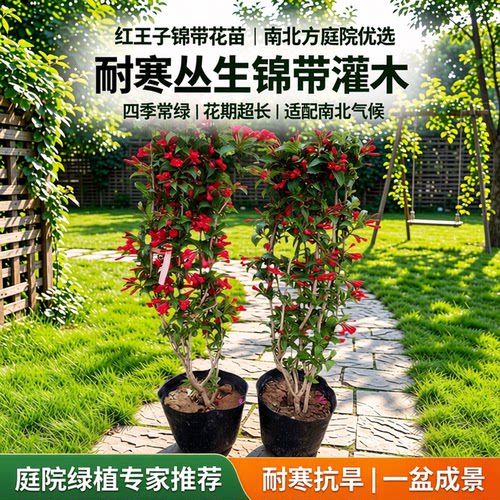 红王子锦带树苗丛生灌木北方耐寒