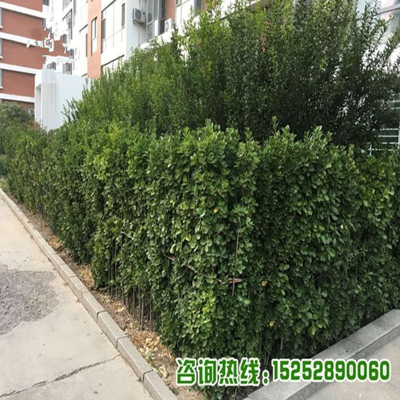 篱笆围墙植物绿化北海道黄杨