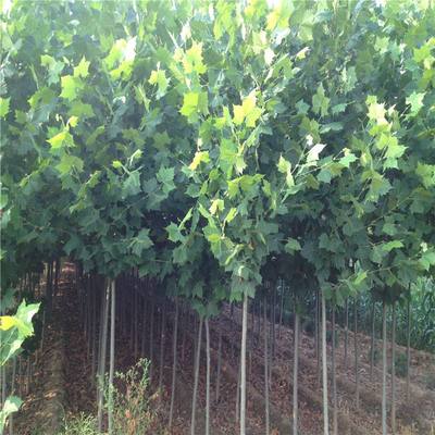 园林绿化苗木速生法桐苗法国青皮泡桐小苗行道树苗悬铃木植物花卉