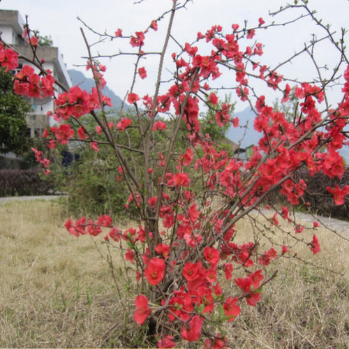 海棠庭院绿化多年生花卉组装盆栽