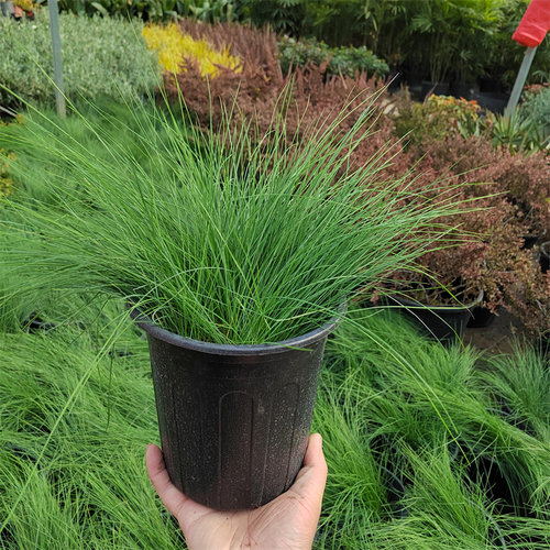 墨西哥羽毛草植物细叶针茅花镜植物观赏草盆栽庭院阳台搭配美观