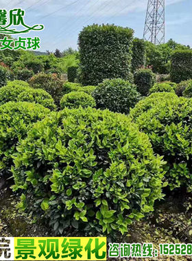 金森女贞景观四季长青绿化苗木