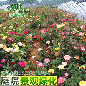 正宗欧洲月季花苗大花浓香四季开花玫瑰庭院围墙爬藤植物藤本月季