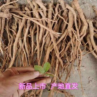 千斤拔500g包邮新鲜红皮白芯千斤拔一条根老吊马桩