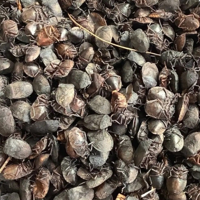 贵州省地产野生九香虫屁巴虫 中草药材新品 打屁虫统下单包邮