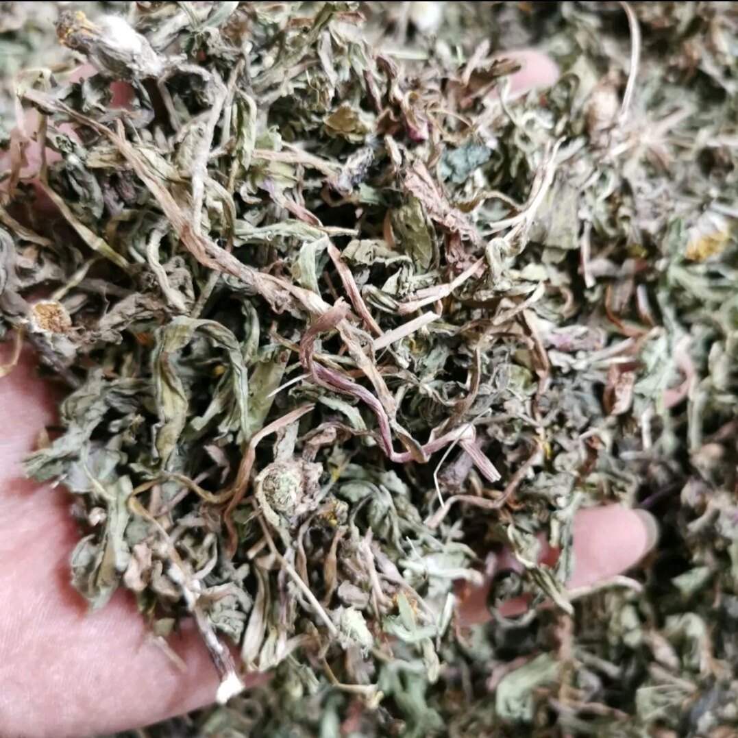 新鲜现挖野生蒲公英带长根天然风干婆婆丁中草药材奶汁草下单包邮