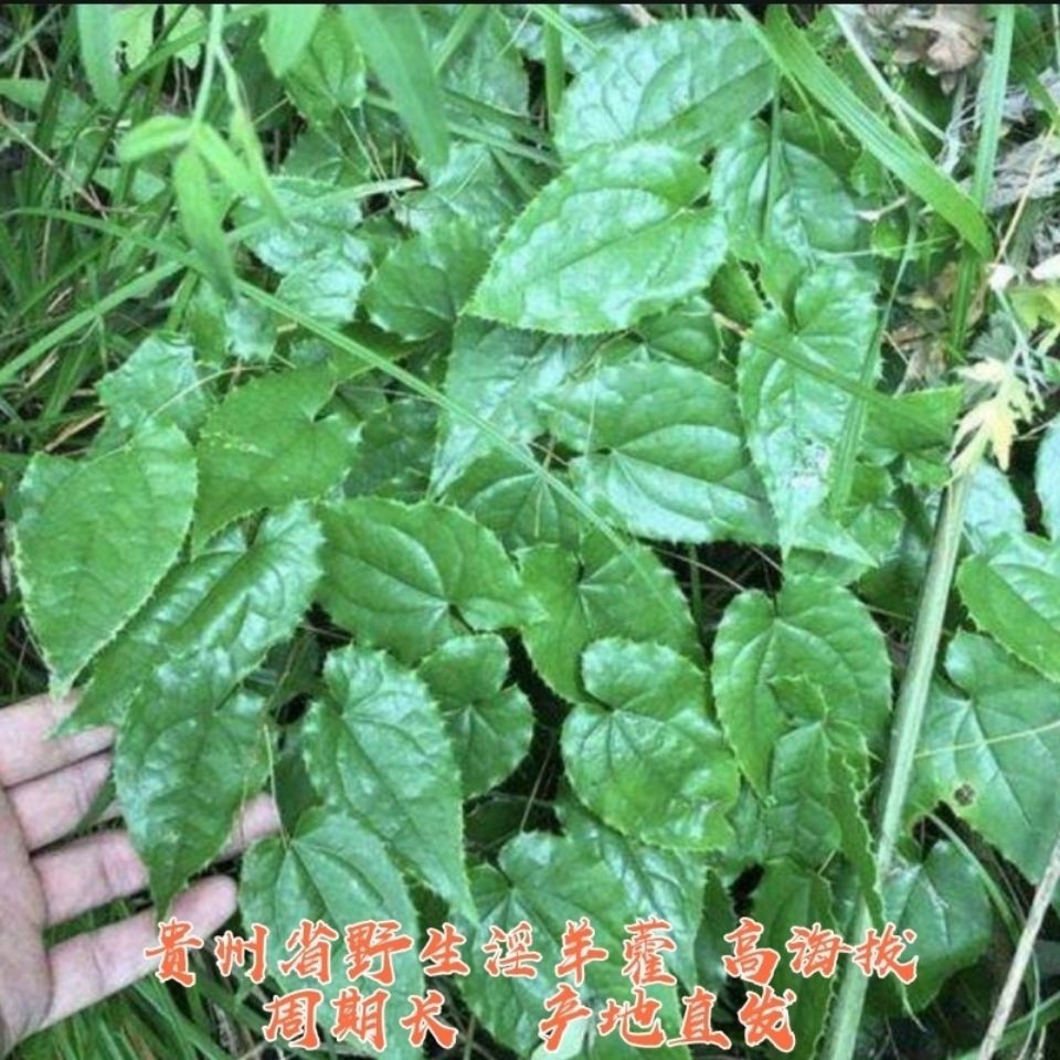 淫羊藿全株淫洋霍茶叶洋合叶子仙灵脾整片新货中药材现发下单包邮