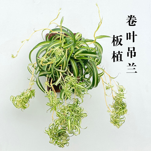 淡味球兰 西瓜皮球兰 室内开花耐阴小盆栽进口植物 观叶绿植