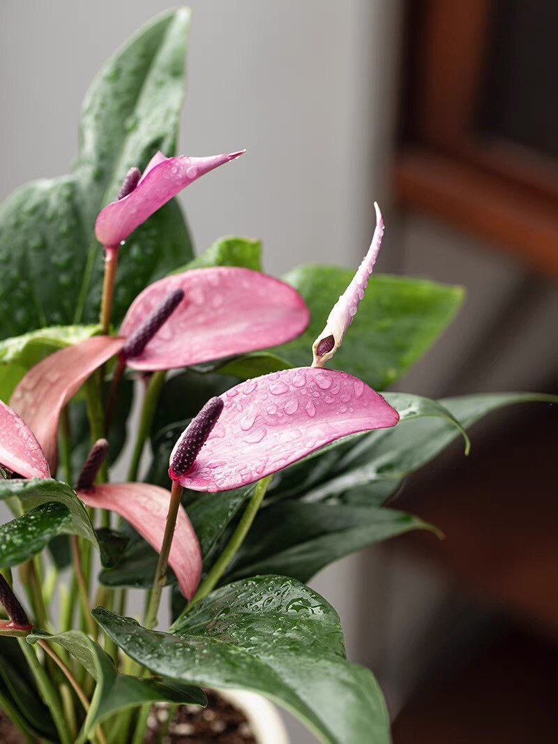 进口紫色红掌盆栽紫掌香妃齐祖 粉掌莉莉室内办公室绿植