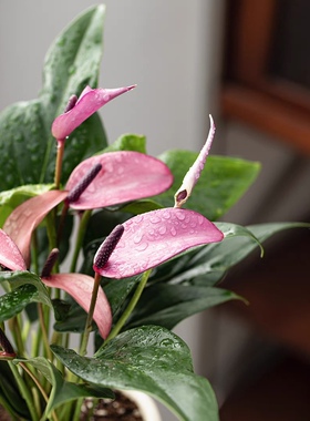 进口紫色红掌盆栽紫掌香妃齐祖 粉掌莉莉室内办公室绿植