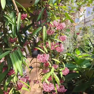 迷你贝尔球兰大苗带花梗当年开花庭院垂吊植物耐寒耐热