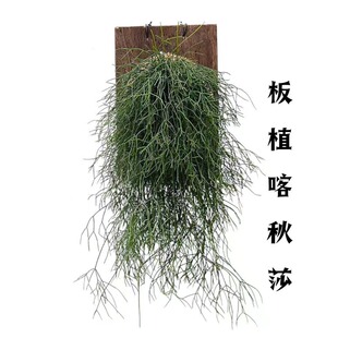 喀秋莎丝苇 雨林仙人掌科附生丝苇 垂吊常绿耐阴好养家居绿植软装