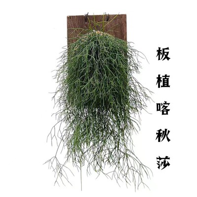 喀秋莎丝苇 雨林仙人掌科附生丝苇 垂吊常绿耐阴好养家居绿植软装