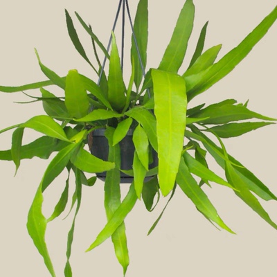 小叶昙花 [Epiphyllum Pumilum]月下姬美人网红植物 丝苇属