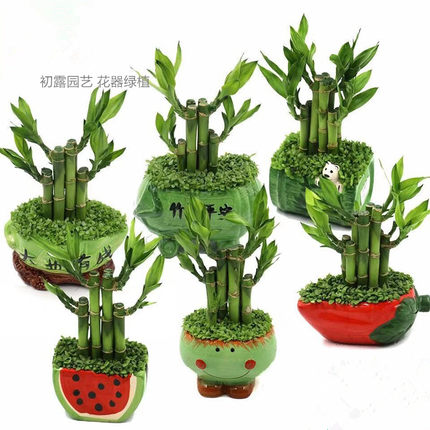 步步高升节节高富贵竹小森林室内桌面迷你盆栽绿植盆景可水养包邮