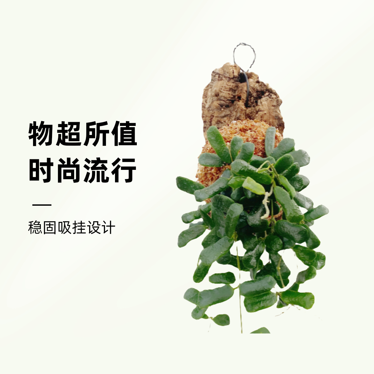 小方叶球兰 耐热香味好 方形叶子厚 室内精选盆栽绿植花卉