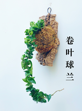 卷叶球兰 Hoya compacta 可爱卷卷叶长藤垂吊耐阴室内绿植