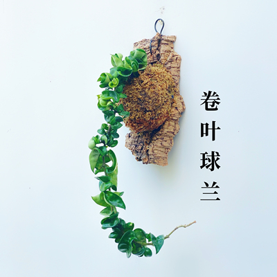 卷叶球兰 Hoya compacta 可爱卷卷叶长藤垂吊耐阴室内绿植
