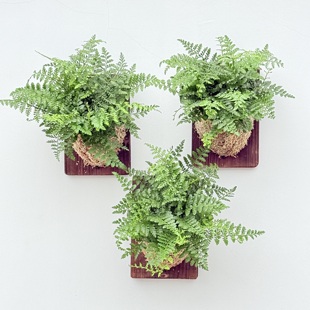 饰蕨类植物 蛋糕西点装 板植吉姆蕨盆栽 ins网红蕨类植物