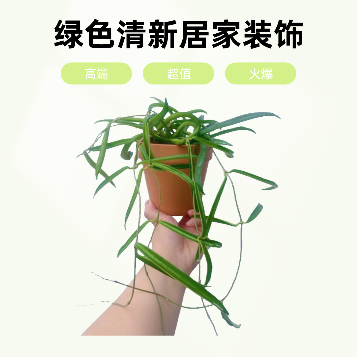 牧羊人球兰 舍费尔德球兰 垂吊爬藤 耐阴开花室内新奇植物