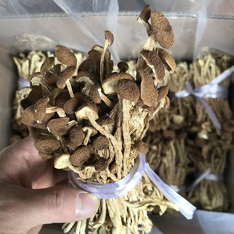 君志  江西广昌剪根茶树菇干货500g 剪脚3号菇不开伞特级食用菌