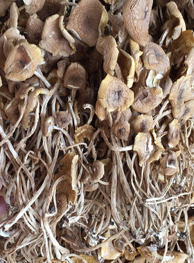 君志广昌开伞茶树菇500g江西特产
