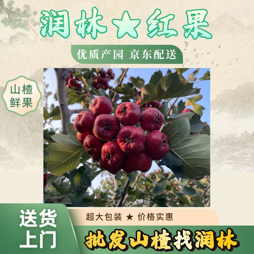 山东特大大金星山楂京东包邮