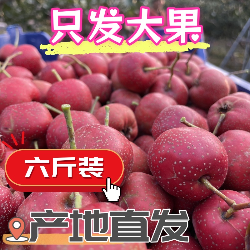 送货上门山东新鲜采摘山楂