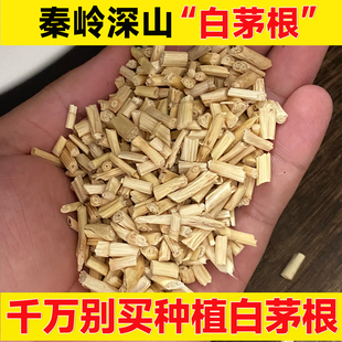 正宗深山白茅根500g顺丰包邮新货干切段茅草根毛根甜草根泡水芦根