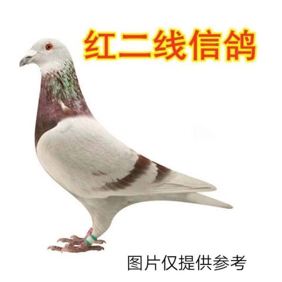 红二线信鸽活体一对红二线信鸽幼鸽青年种鸽红轮信鸽