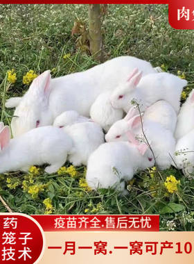 兔子活的家养活体兔子小白兔宠物兔新西兰肉兔苗大型肉兔可食用