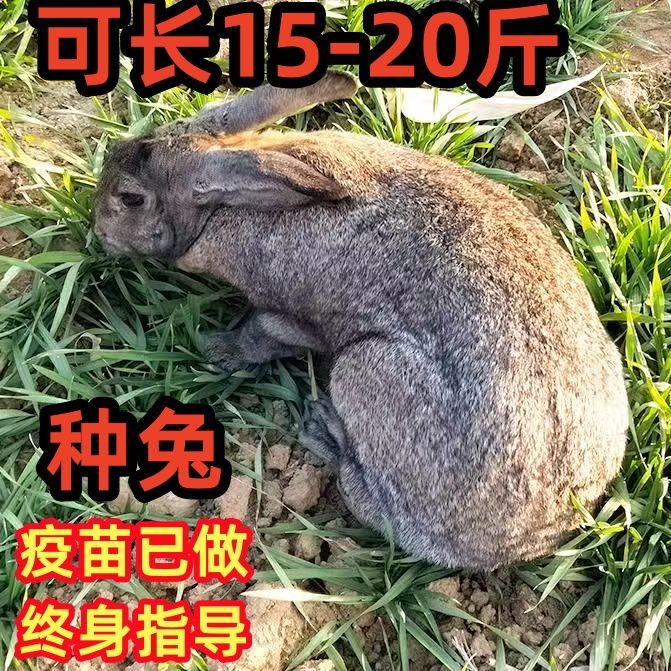 成年大型比利时肉兔活物可繁殖食用新西兰白兔黑兔花巨兔活体种兔