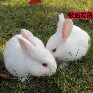 兔子活物宠物月月兔家养肉兔苗活体小白兔花巨兔新西兰繁殖比利时