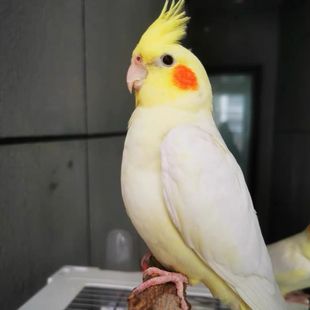 玄凤鹦鹉可学亲人唱歌吹口哨宠物黄化一对繁殖活鸟活物原始珍珠【