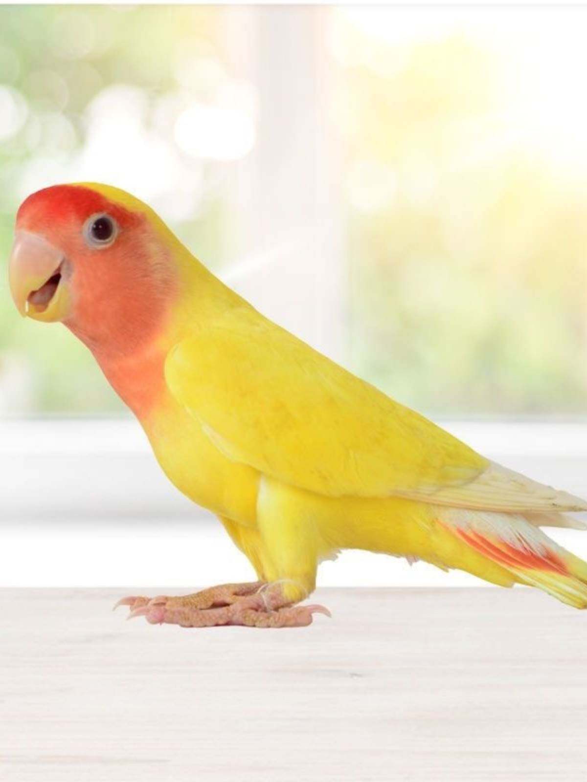 黄桃绿桃牡丹鹦鹉学说话唱歌一对包繁殖手养亲人小宠物鸟鹦鹉活鸟