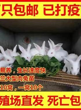 兔子活体大型肉兔子小白兔新西兰肉兔兔苗小兔子比利时肉兔青紫兰
