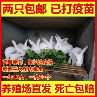 兔子活体大型肉兔子小白兔新西兰肉兔兔苗小兔子比利时肉兔青紫兰