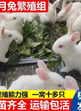 兔子活的家养大型肉兔苗新西兰小白兔比利时肉兔苗小兔子活体活物