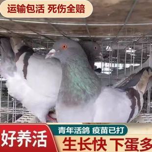 鸽子活物元宝一对肉鸽落地纯种种鸽下蛋王鸽信鸽繁殖青年便宜活体