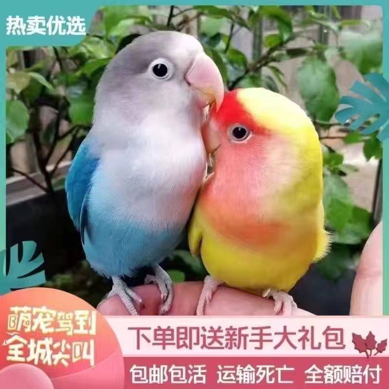 绝版黄桃牡丹一对活体鹦鹉红嘴黄桃牡丹绿桃鹦鹉亲人会说话手养