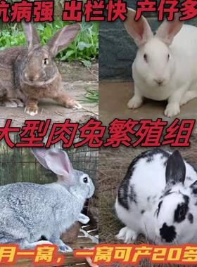 小兔子活体大白兔兔比利时苗活体兔子活物比利时兔子青紫兰兔子家