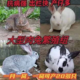 小兔子活体大白兔兔比利时苗活体兔子活物比利时兔子青紫兰兔子家