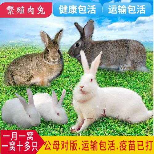 兔子活兔子家养新西兰比利时肉兔花兔中华黑兔小白兔子可繁殖可吃