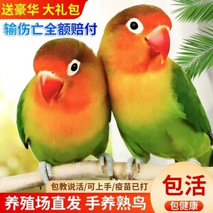 牡丹笼养鹦鹉活体成年小鸟活鸟学说话宠物鸟爱情鸟鹦鹉鸟