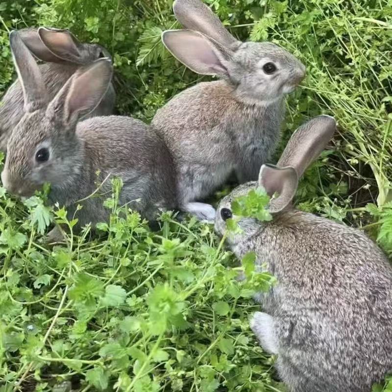 大型肉兔活苗兔子活物一对公母比利时兔月月兔宠物兔家兔食用肉兔