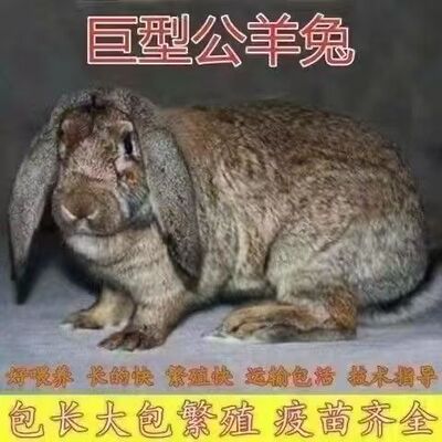 纯种公羊新西兰转基因兔子巨兔大型小兔子活体家养肉兔兔苗比利时