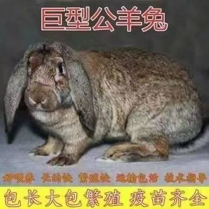 纯种公羊新西兰转基因兔子巨兔大型小兔子活体家养肉兔兔苗比利时