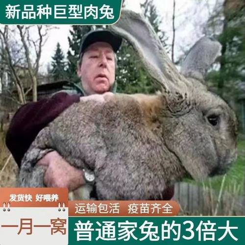 兔子活体大型肉兔小白兔小兔子兔子苗一公一母家养肉兔可食用繁殖